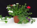 Pflanzen in einem Topf mit Blüten in Rot, Weiß und Violett