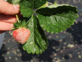 Eine Hand hält Erdbeerfrucht mit Laubblatt, Frucht ist mit Mehltau befallen