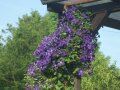 Waldrebe mit blauvioletten Blüten und gelben Staubgefäßen in einer typischen Haltung