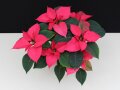 Poinsettie mit rosa Blüten und grünen eichenblattförmigen Laubblättern