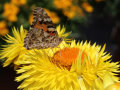 Blütenbesucher an den Röhrenblüten einer gelben Strohblume