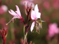 Eine Biene mit den Pollen an den Beinen bedient an den aus der Blüte herausragenden Staubgefäßen