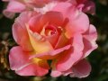 Schalenförmige Rosen in leuchtend pinkfarbenen Blüten mit gelber Mitte