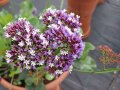 Pflanzkübel mit lilafarbenen Kelchblättern und weißen Blüten einer Strandflieder-Blume auf der Schaufläche