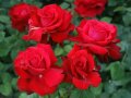 Gefüllte Rosen in leuchtend roten Blüten mit Laubblättern
