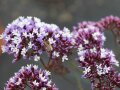 Eine Biene sammelt Pollen an den lilafarbenen Kelchblättern mit kleinen, weißen Blüten einer Strandflieder-Blume