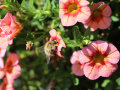 Eine Hummel taucht tief in die geöffneten Blüten, um an den Pollen zu gelangen