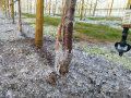 Auf den Obstanlagen mit Schwingsprinkler, vereistes Boden und Kirschbaumkronen