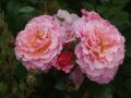 Rosen in rosa gewellten Blüten mit gelber Mitte, Regentropfen, Knospen und Laubblättern