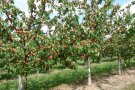 Aprikosenbäume mit Früchten, Laubblättern und weißen Baumanstrich auf einem Versuchsgelände.
