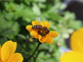 Eine Biene sammelt Pollen auf einer gelben Bidens-Blume