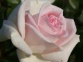 Große Rosen in zartrosa, nach außen hin cremeweißen Blüten