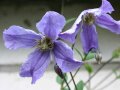 Waldrebe mit großen glockenförmigen Blüten in Blau