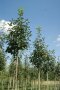 Kegelförmigen Bäume mit breitblättrigem Laub auf der Plantage vor blauem Himmel und Wolken