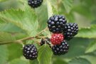 Brombeeren und Laubblättern hängen an den Trieben.