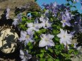 Rankend wachsende Blüten in Hellblau mit Laubblättern an der Mauer