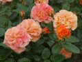 Rosen in orange-apricot changierten Blüten mit Regentropfen, Knospen und Laubblättern