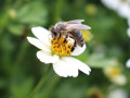 Eine Biene sammelt Pollen auf einer weißen Bidens-Blume