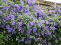 Rankend wachsende Blüten in Blau mit Laubblättern an der Mauer