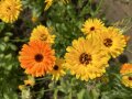 Gelbe und orangefarbene Töne der Ringelblumenmischung