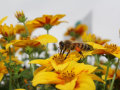 Eine Biene mit den Pollen an den Beinen bedient sich an den gelben Staubgefäßen einer Bidens-Blume