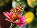 Ein Schmetterling sitzt in der Mitte einer rosa-färbenden Blüte mit den gelben Staubgefäßen