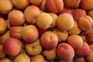Reife Aprikosen liegt dicht nebeneinander und übereinander.