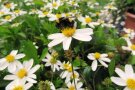 Eine Biene sammelt Pollen auf einer weißfarbenen Blüte mit gelben Staubblättern.