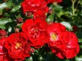 Rosen in Rot mit gelben Staubgefäßen in der Mitte mit Knospen und Laubblättern