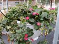 Unreife kleine Erdbeeren mit pinken Blüten und grünen Blättern in Ampel auf der Schaufläche