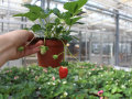 Eine Hand hält Erdbeerpflanzen mit teilweise reifen Erdbeeren im Gewächshaus