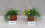 Zwei Pflanztöpfe mit Veilchen und Gräser stehen nebeneinander zum Vergleichen des Wachstums davor Schilder