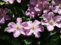 Waldrebe mit Blüten in Rosa und gelben Staubgefäßen