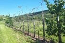 Obstanlagen mit guten und schlechten Bäumen am Spalier unter blauem Himmel.