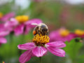 Eine Biene sammelt Pollen auf einer pink-weißen Blüte