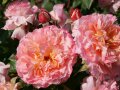 Rosen in pfirsichfarbene Blüten mit gelber Mitte, umgeben von Knospen und Laubblättern