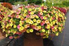 Pflanzkübel mit zweifarbigen trichterförmigen Blüten auf der Schaufläche