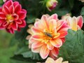 Eine Biene sammelt Pollen an den Staubgefäßen einer Dahlien-Blume umgeben mit Knospen und Laubblättern