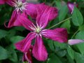 Waldrebe mit großen flachen blüten in leuchtend Rot mit gelben Staubgefäßen