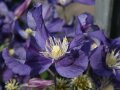 Waldrebe mit gorßen Blüten in Blau mit gelben Staubgefäßen