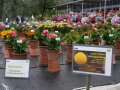 Besucher begutachten die Pflanzen auf der Schaufläche davor Plakat