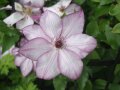 Waldrebe mit weißen Blüten und dunkelrosa Umrandung