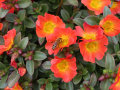 Eine Biene besucht eine orange färbende Blüte mit gelber Mitte umgeben mit den grünen Laubblättern