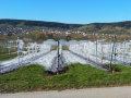 Spaliere mit Eis überzogen auf den Obstanlagen, Hintergrund Folientunnel, Haus, Wald unter blauen Himmel