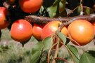Aprikosen mit orange-roten Schale und Laubblättern hängen am Ast.