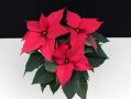 Poinsettie mit roten Blüten und grünen eichenblattförmigen Laubblättern