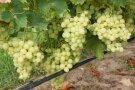 Trauben mit gelbgrünen Beeren am Rebstock.