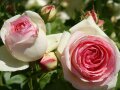 Geschlossene und offene Blüten in Rosa nach außen hin weißer Farbe mit ballförmigen Knospen