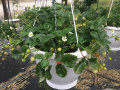 Unreife Erdbeeren mit weißen Blüten und grünen Blättern in Ampel auf der Schaufläche