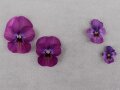 Vier lilafarbene Hornveilchenblüten auf dem Tisch zum Vergleichen